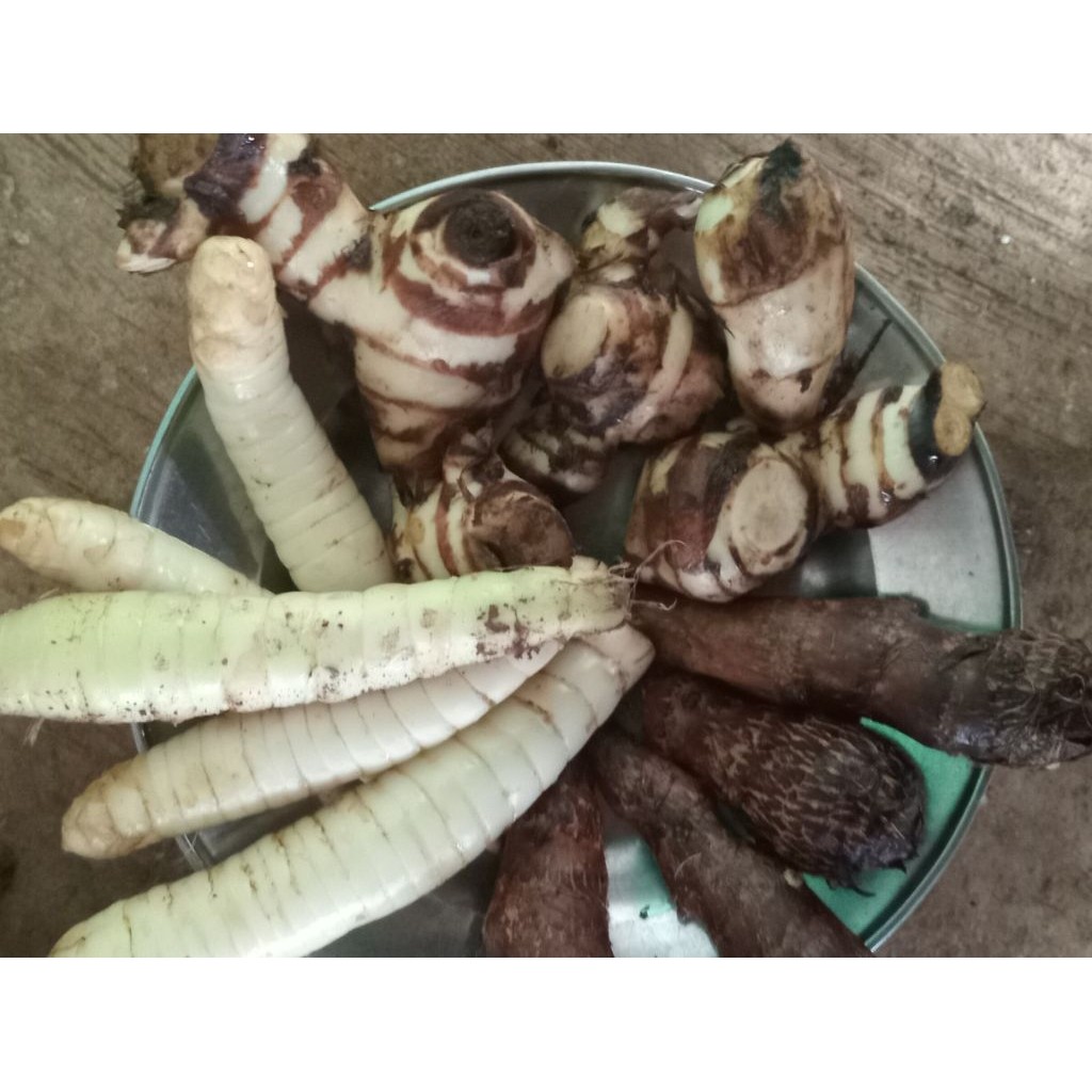 paket campur Umbi Ganyong, umbi kerut/garut, Talas/tales Ketan 1 Kg Segar