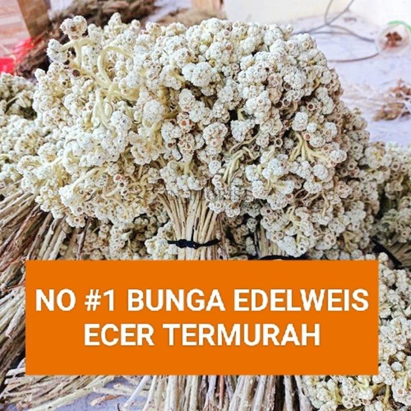 INFLORIST BUNGA EDELWEIS KERING BUNGA EDELWEIS BROMO BUDIDAYA