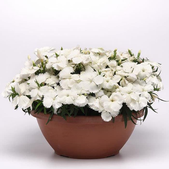 Tanaman pot dianthus putih - anyelir white - tanaman hias-tanaman hidup-tanaman outdoor-tanaman indo