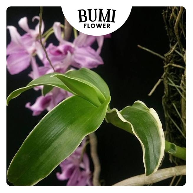 Dendrobium anosmum 'Variegata'  - BUMI Orchids Anggrek Koleksi