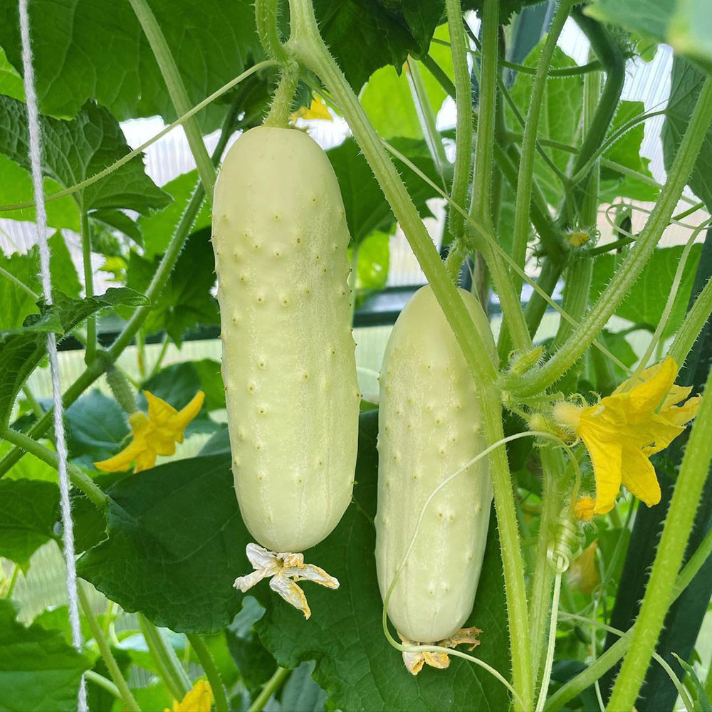 30butir Timun Lalap biji Benih Timun Lalap Hijau Unggul Benih Timun Suri TATIH Golden Seed unggul Mu
