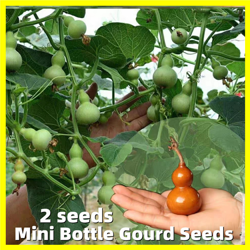 ( 30 Butir ) Reapack Benih Biji Labu Botol | Labu Kendi | Bottle Gourd | Labu Botol Air