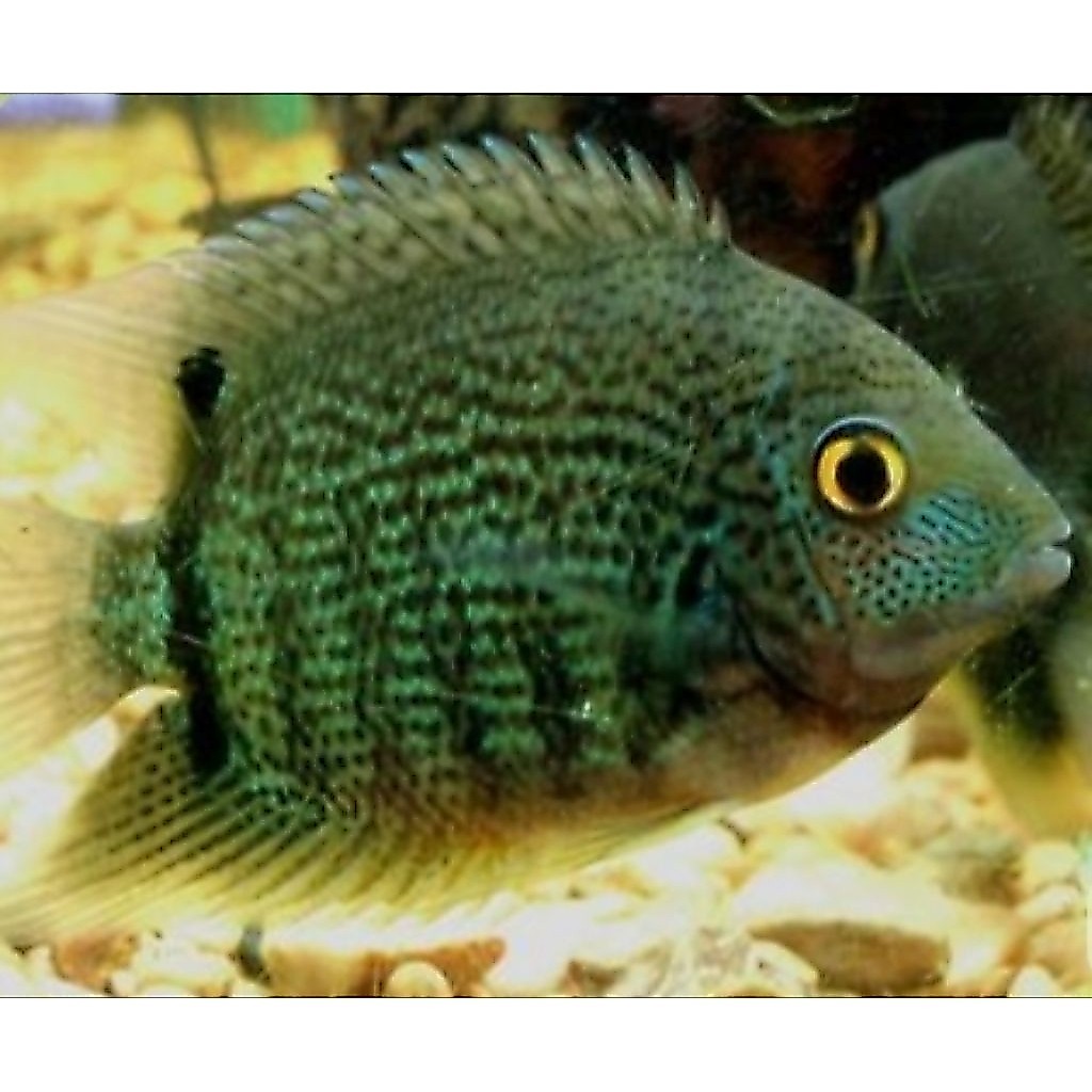 green severum ukuran 3-4cm