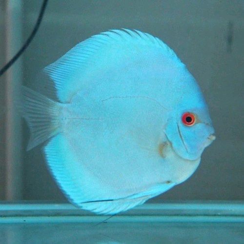 Ikan Discus Blue Diamond 4 inch | Kualitas Premium