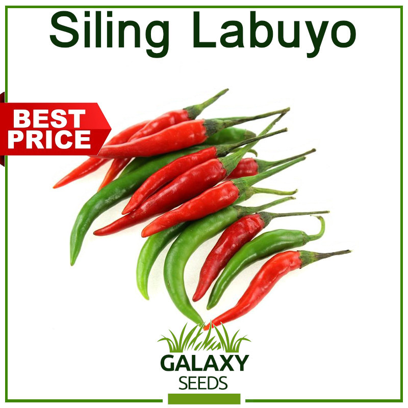 Siling Labuyo Seeds for Planting Vegetable Plants (+/-60 Seeds) Including extra fertilizer - Hot Pep