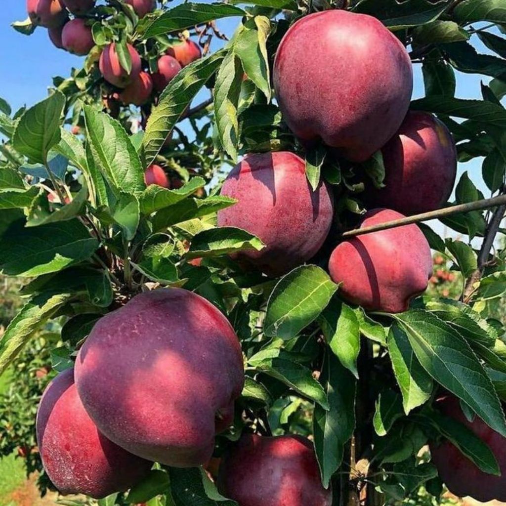 Bibit Tanaman Buah Apel Fuji cangkok/ bibit apel fuji berkualitas/ bibit apel fuji