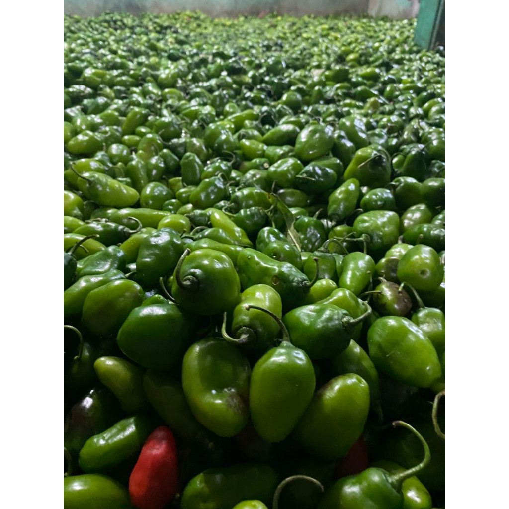 cabe gendot 200gram cabai gendot Bandung