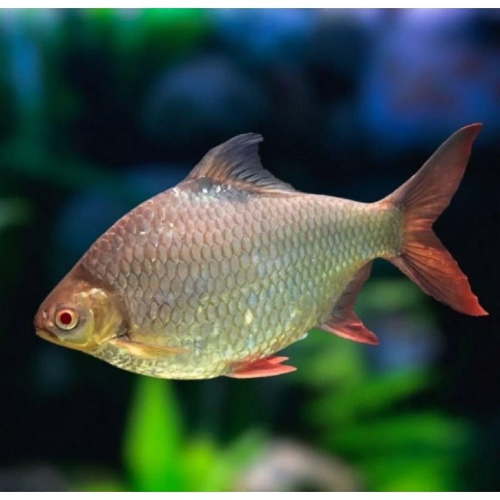 Kaviat Green ISI 2 / kaviat ijo / kaviat bangkok 6-8cm komteng aruwana