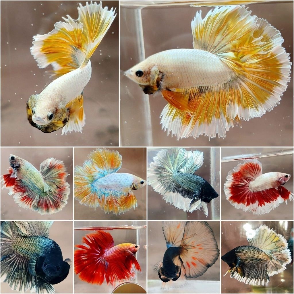 Cupang Halfmoon Rosetail  viral top Grade