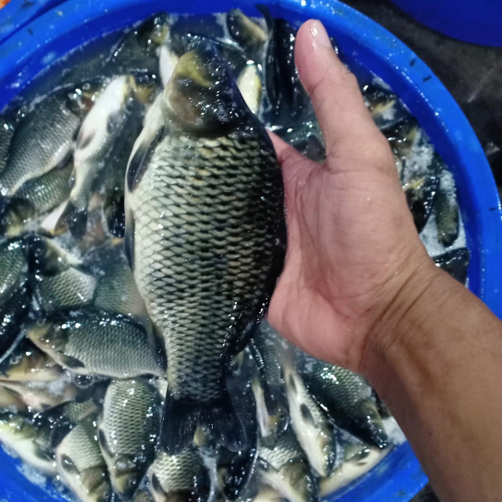 Ikan Mas 1Kg Ikan Mas Segar Ikan Emas Ikan Emas Segar