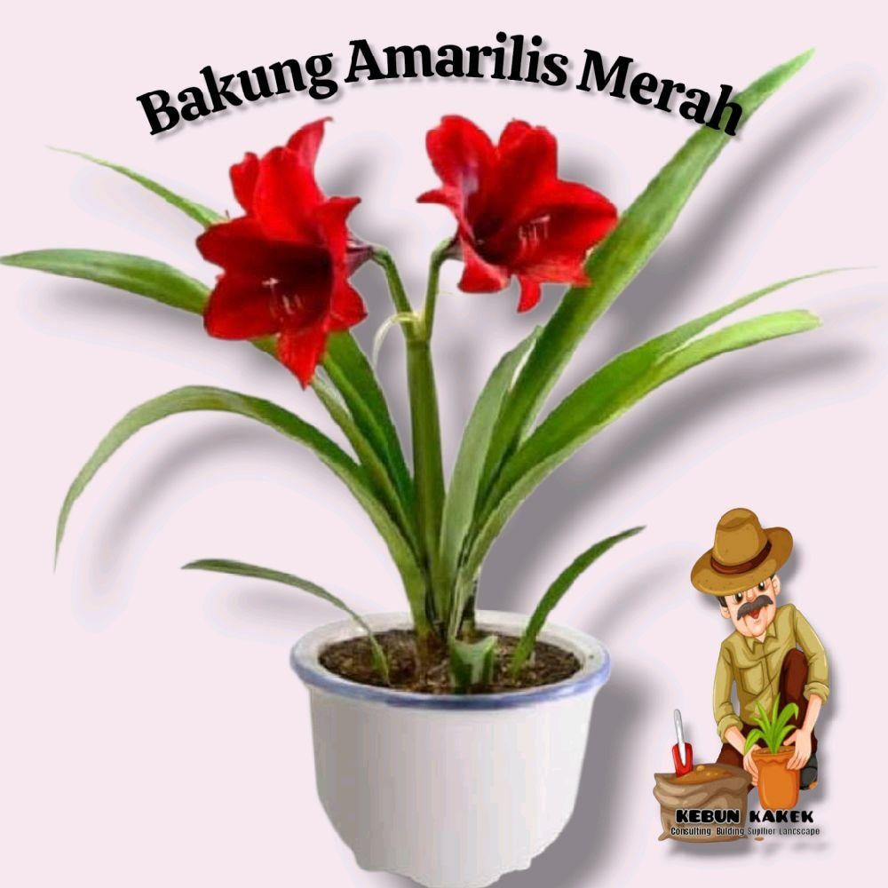 Bakung Amarilis Merah / Tanaman Hoas Bakung Amarilis / Bunga Amarilis Merah
