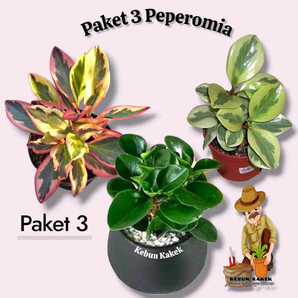 Paket 3 Tanaman Peperomia / Peperomia Merah / Peperomia Hijau / Peperomia Varigata