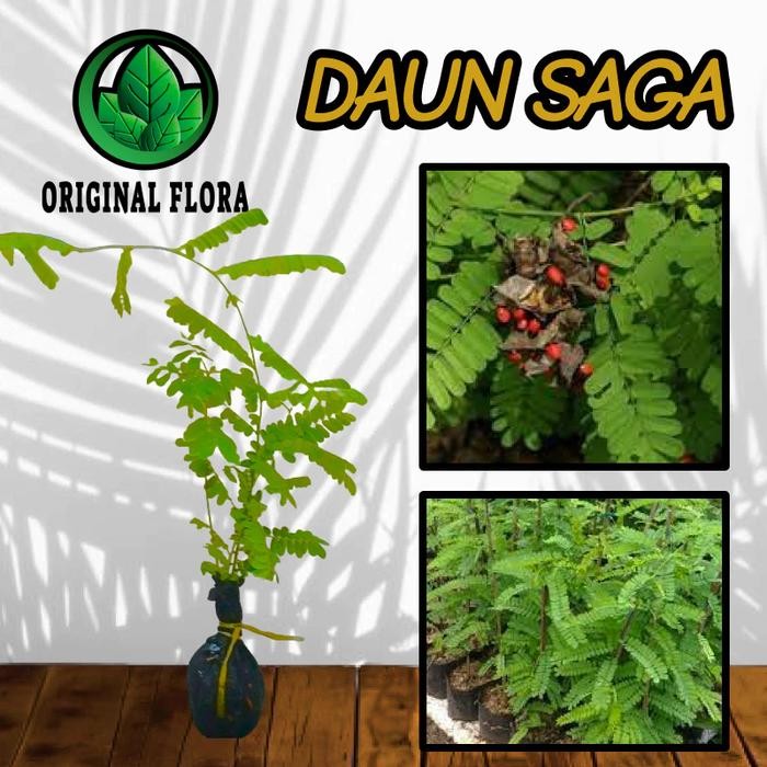 Bibit Saga Rambat Tanaman Saga Pohon Saga homesweet colection
