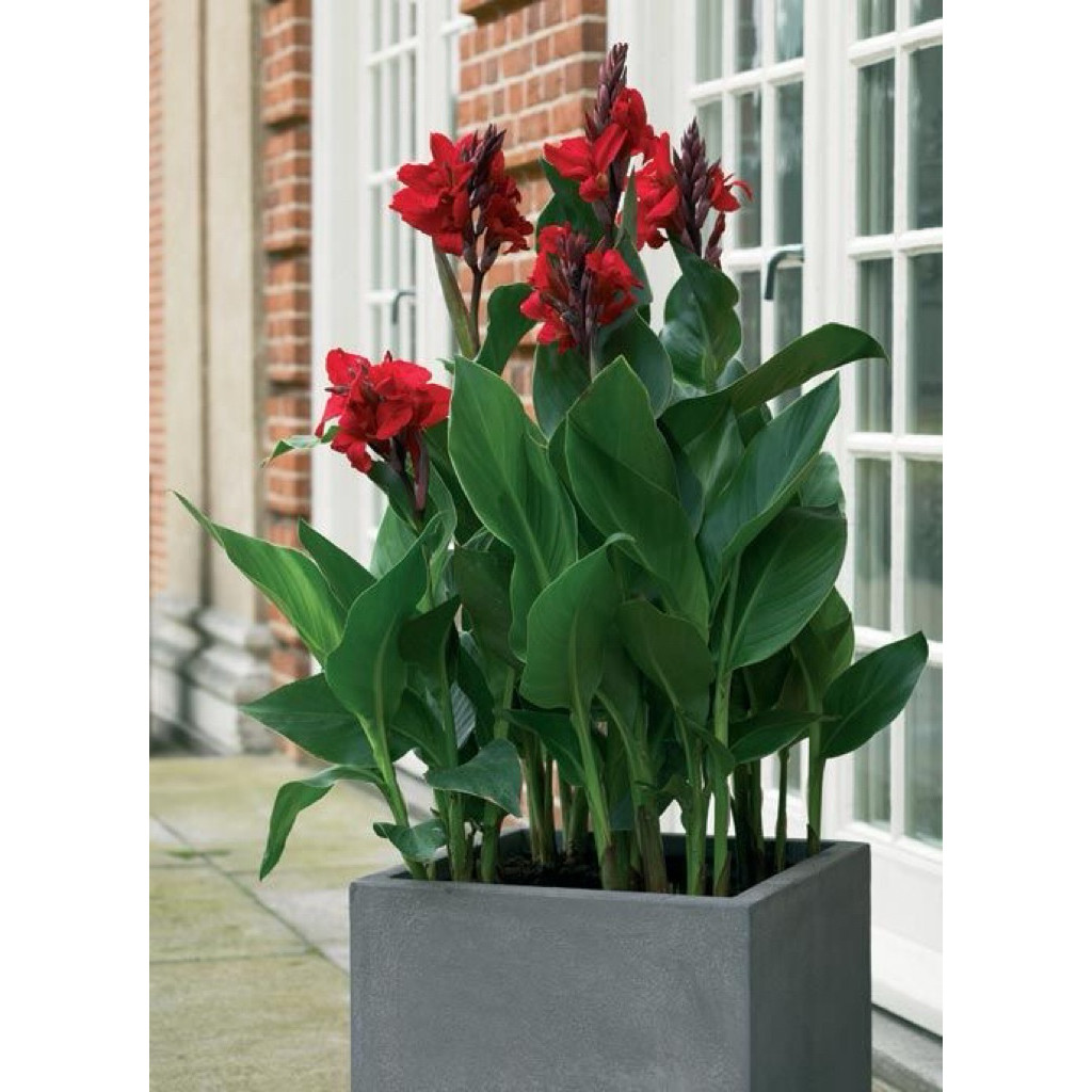 tanaman hias pisang cana residence - pisang kana bunga merah