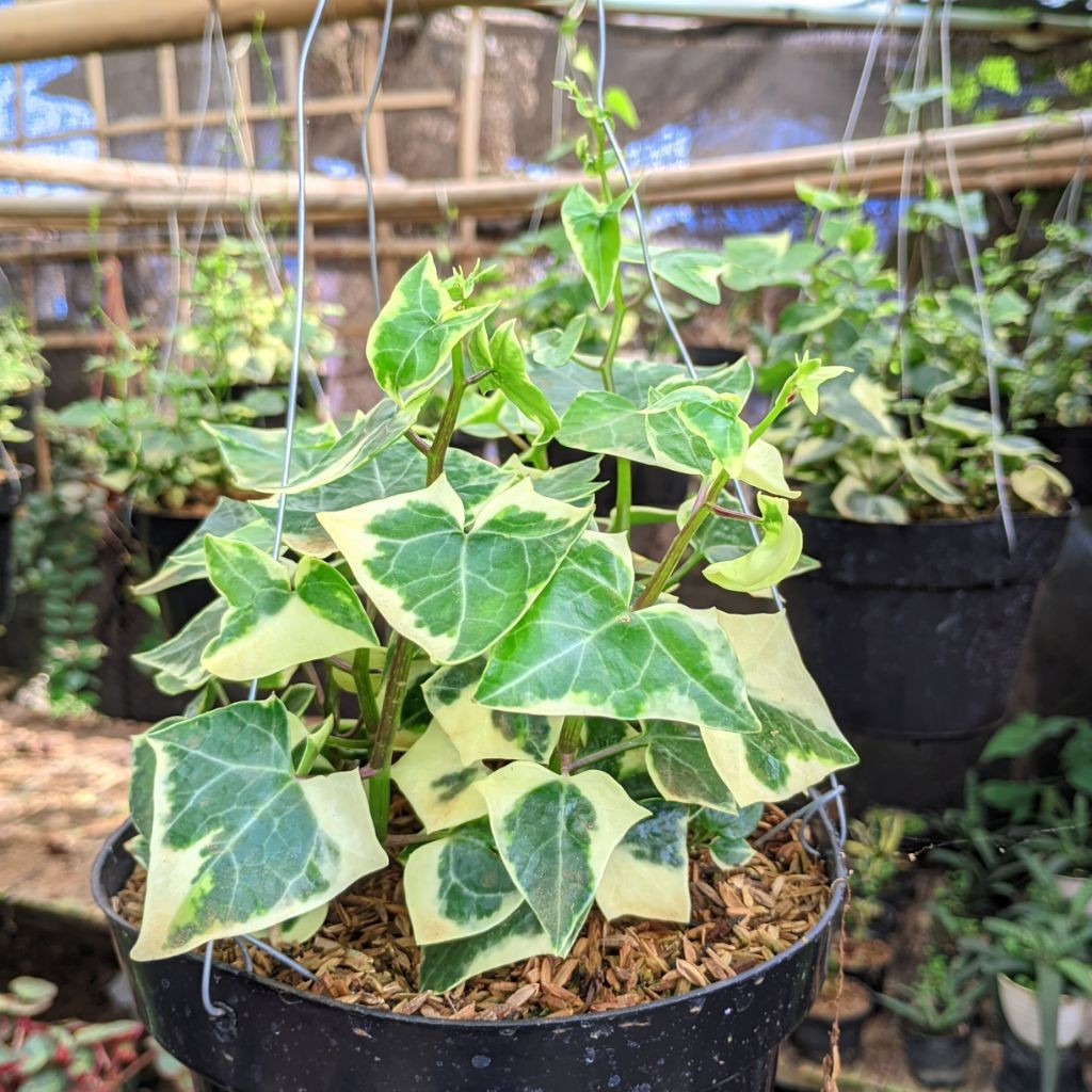 Tanaman Hias Gantung Hidup English Ivy Daun Tebal Evy Varigata Rambat Mudah Dirawat Tahan Panas