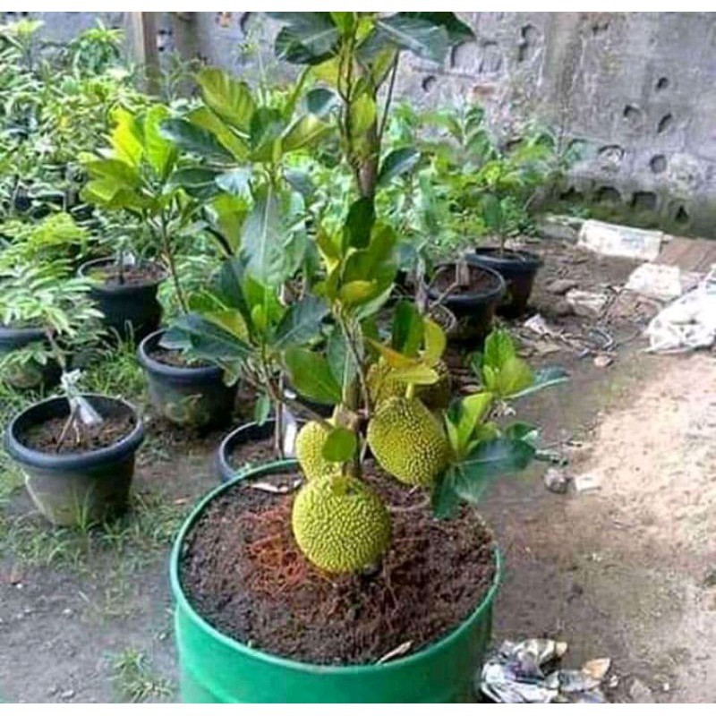 bibit nangka mini bisa berbuah didalam pot -bibit buah-tanaman-pohon-tanaman buah .