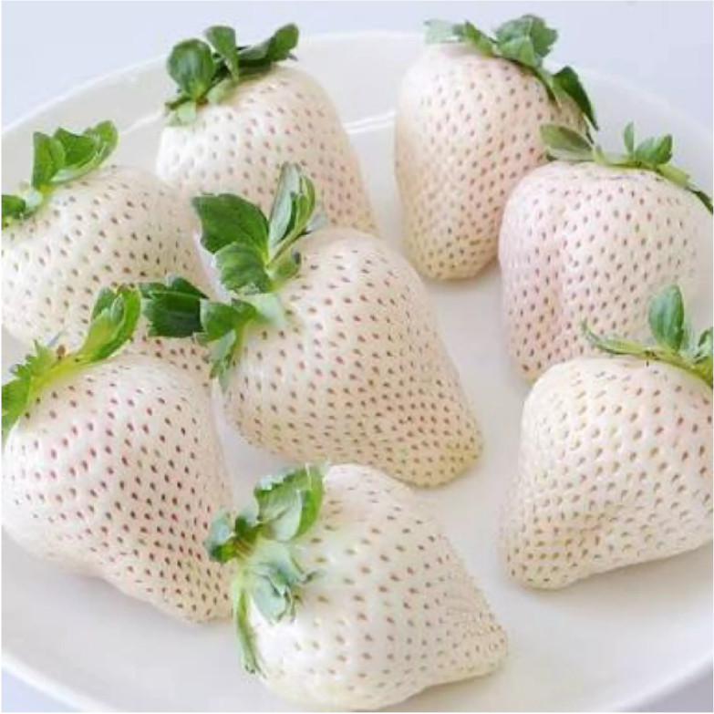 TERMURAH - Bibit Strawberry Putih