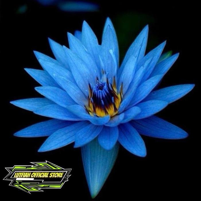 TANAMAN HIAS WIJAYA KUSAMA BLUE BIRU - BUNGA HIAS WIJAYA KUSUMA - WIJAYA KUSUMA BUNGA GANTUNG