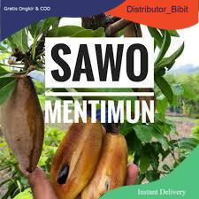 Bibit Buah | Sawo Mentimun |Bibit Cangkok I jaminan cepat Berbuah