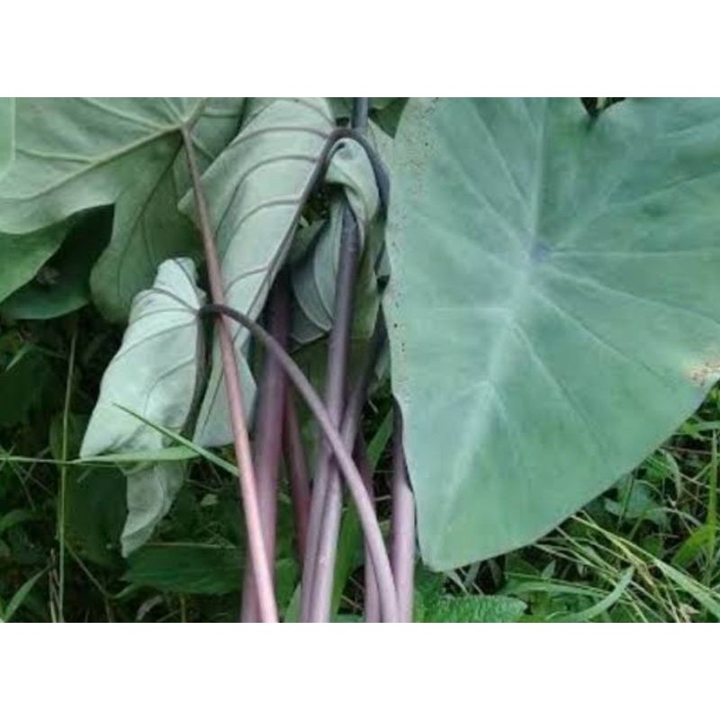 Daun talas hitam daun talas Wulung segar 25 lembar-az
