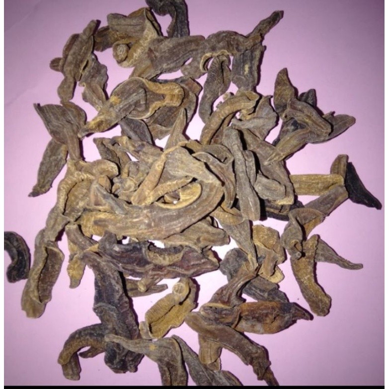 Lintah kering asli 100% bisa cod