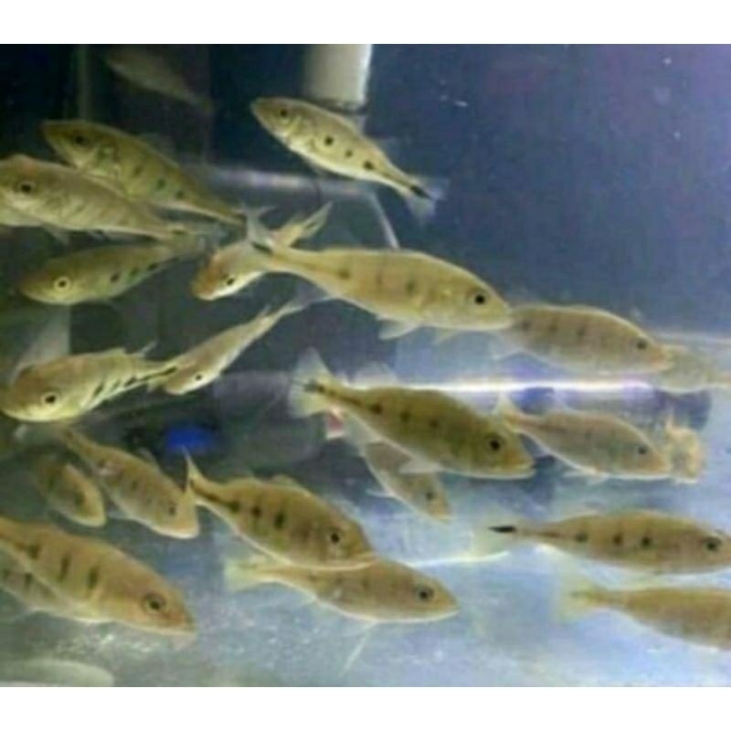 hiasan aquarium pbas mono