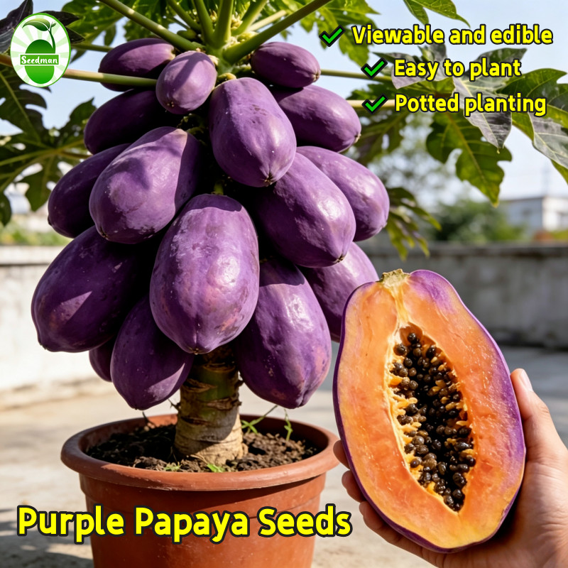 Sweet Purple Papaya Seeds for Planting (10 Pcs/pack) Purple Papaya Fruit Seeds Bonsai Papaya Seeds E