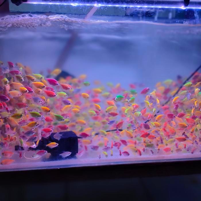 ikan hias glowfish Tetra warna warni/paket 50ekor