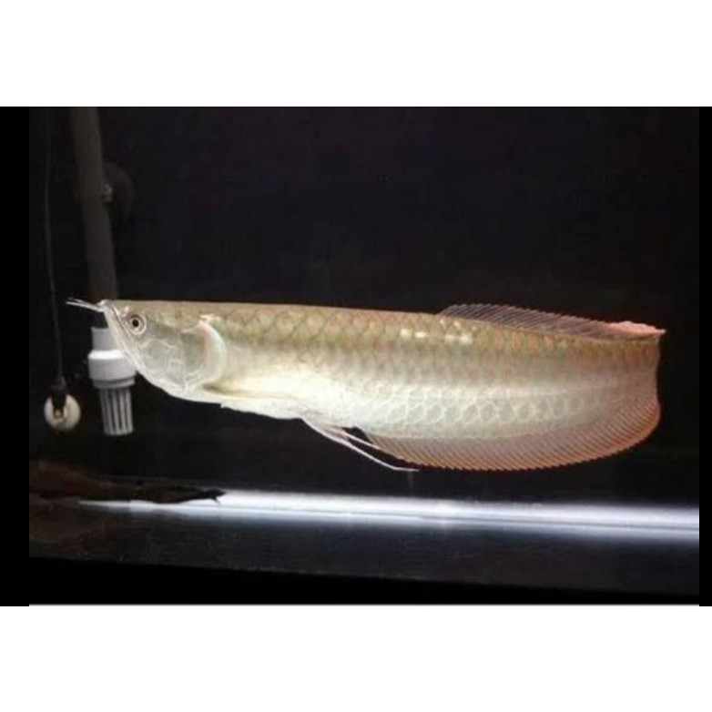 TOP Arwana silver red 16cm-20cm premium kualitas