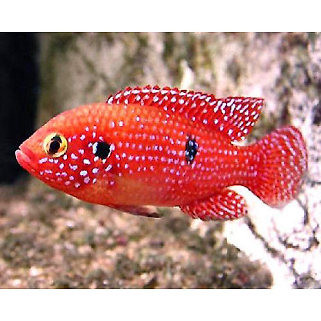 TOP Hiasan Red Jewel Cichlid  ( paket isi 5 )(Hemichromis bimaculatus