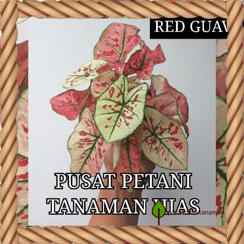 Tanaman Hias caladium Red guava Bibit Bonggol