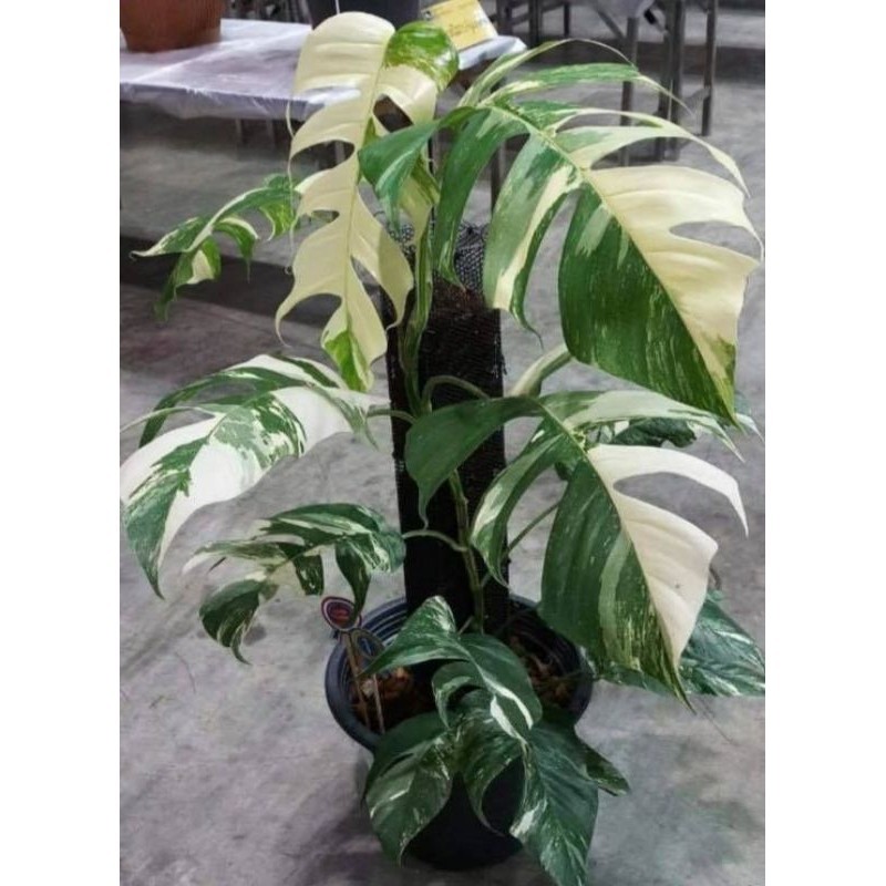 Tanaman Hias Monstera Epipremnum Varigata (Ekor naga Varigata)