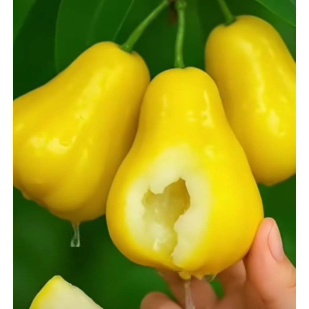 BIBIT JAMBU AIR MADU KUNING CEPAT BERBUAH