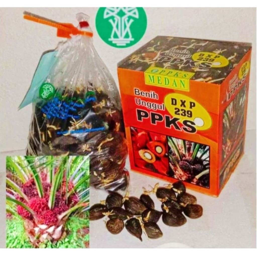 trm - Bibit Kecambah Sawit OriginaL UngguL & Bersertifikat Resmi ( PPKS VARIETAS 239 )