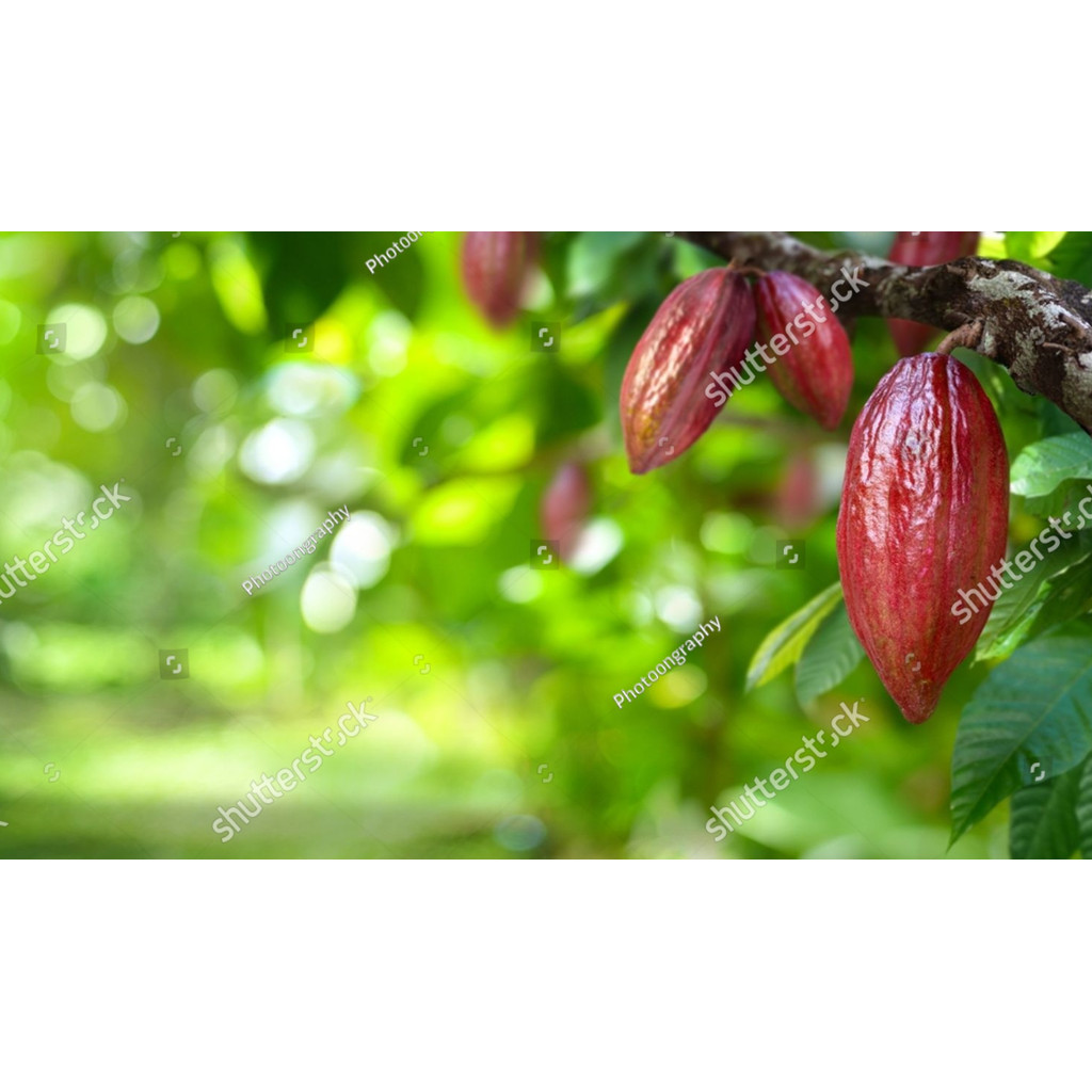 NEW BIBIT benih biji coklat kakao unggul