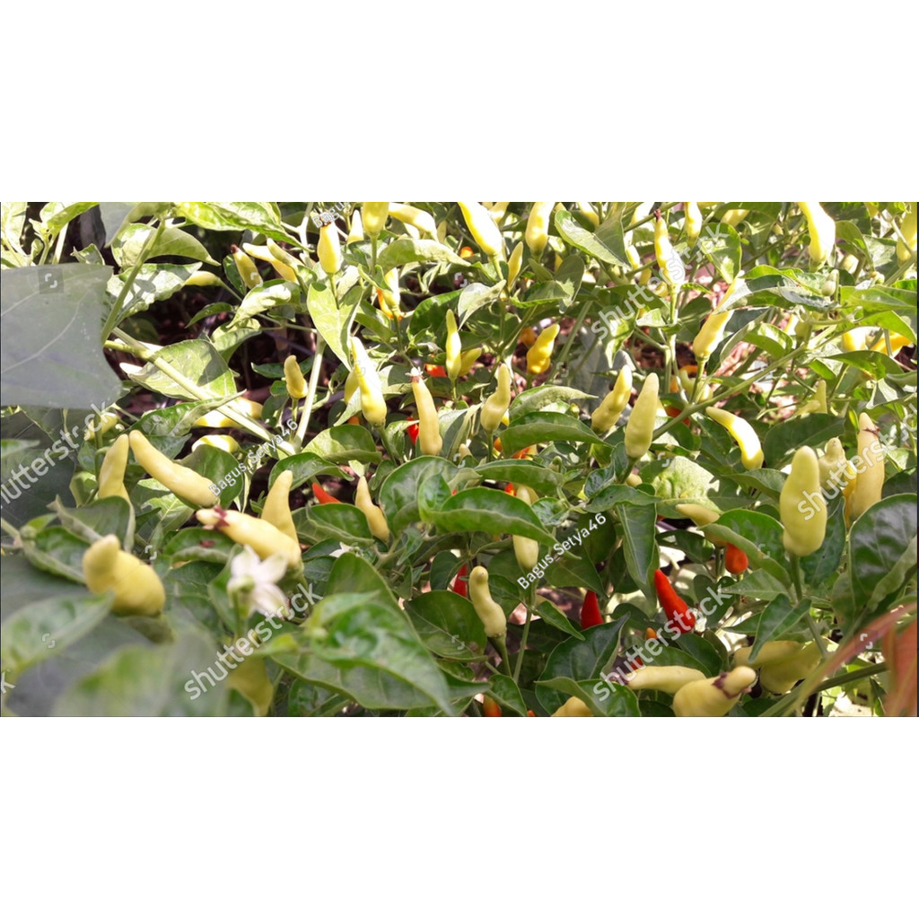 Bibit Biji BENIH CABE RAWIT ORI 212