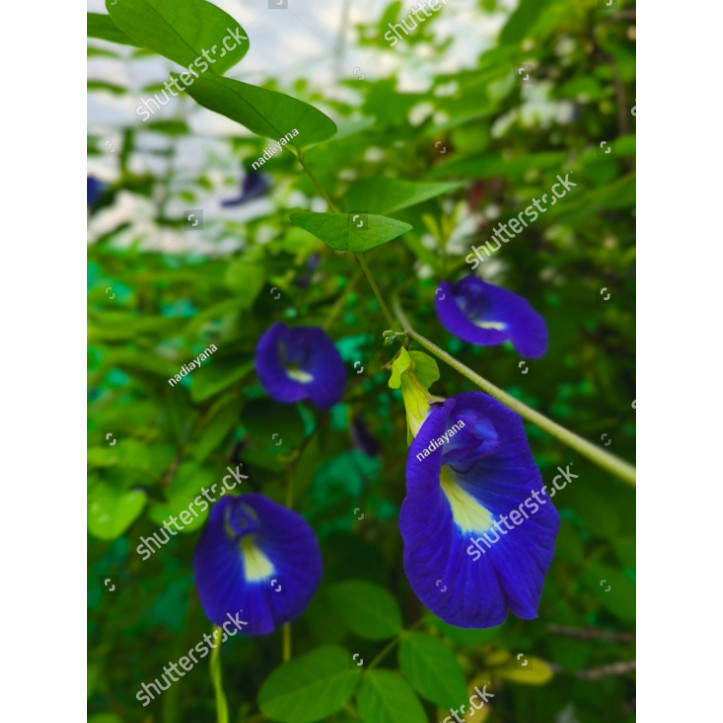 Biji Benih Bibit bibit bunga telang biru bunga telang UNGU