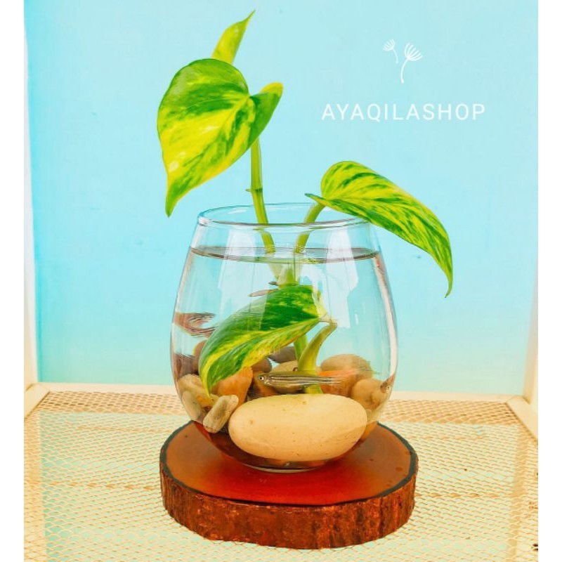 VAS BUNGA KACA BULAT TUSKANI / POT TANAMAN AIR HIDROPONIK / HIASAN MEJA / AQUARIUM CUPANG / VAS KORE