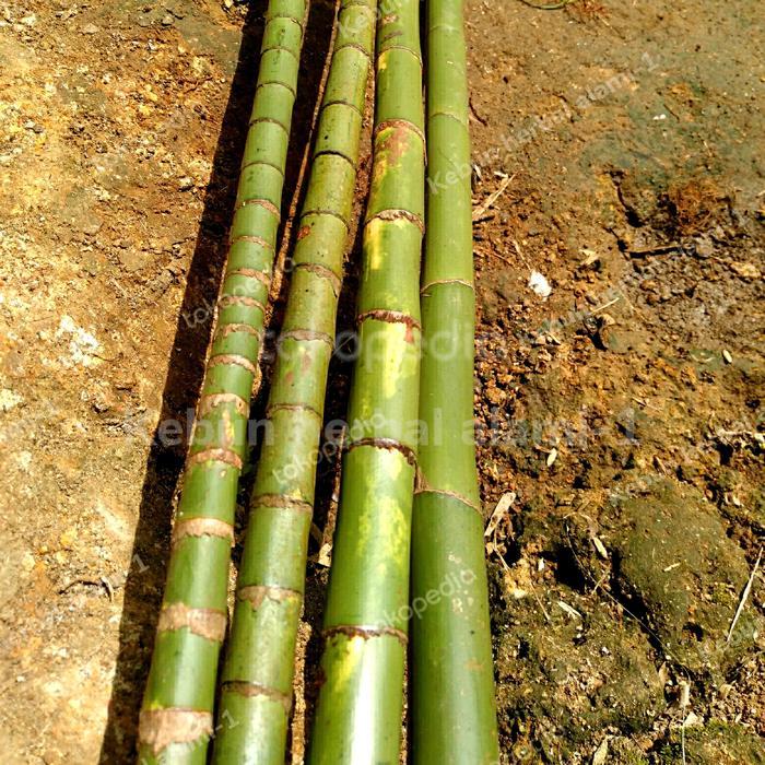 batang pohon waregu tua