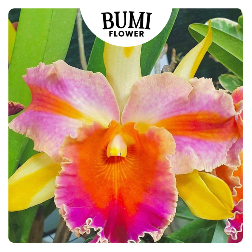 Anggrek Amazing Thailand CATTLEYA TAIWAN remaja / dewasa (sudah berbunga berkali-kali) - BUMI ORCHID