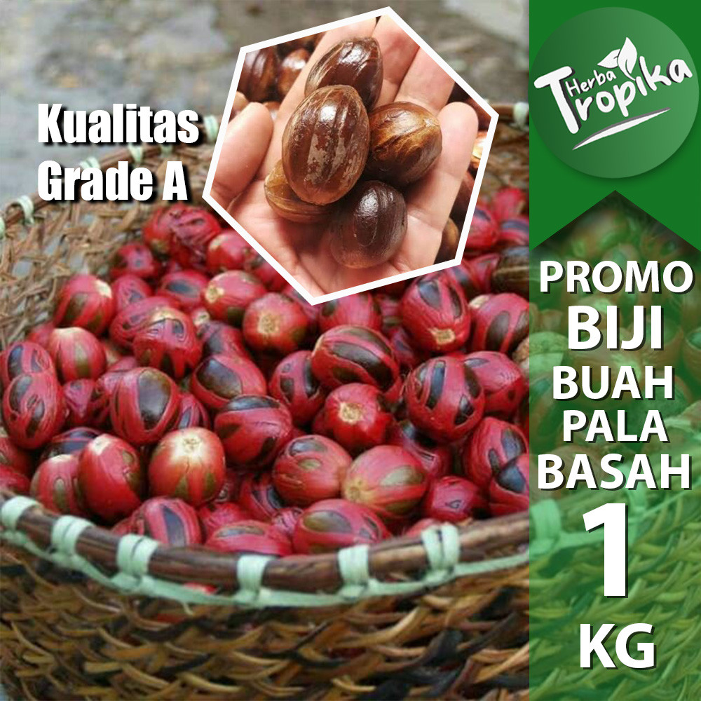 Biji Buah Pala Basah fresh 1 kg Grade A toko herba tropika