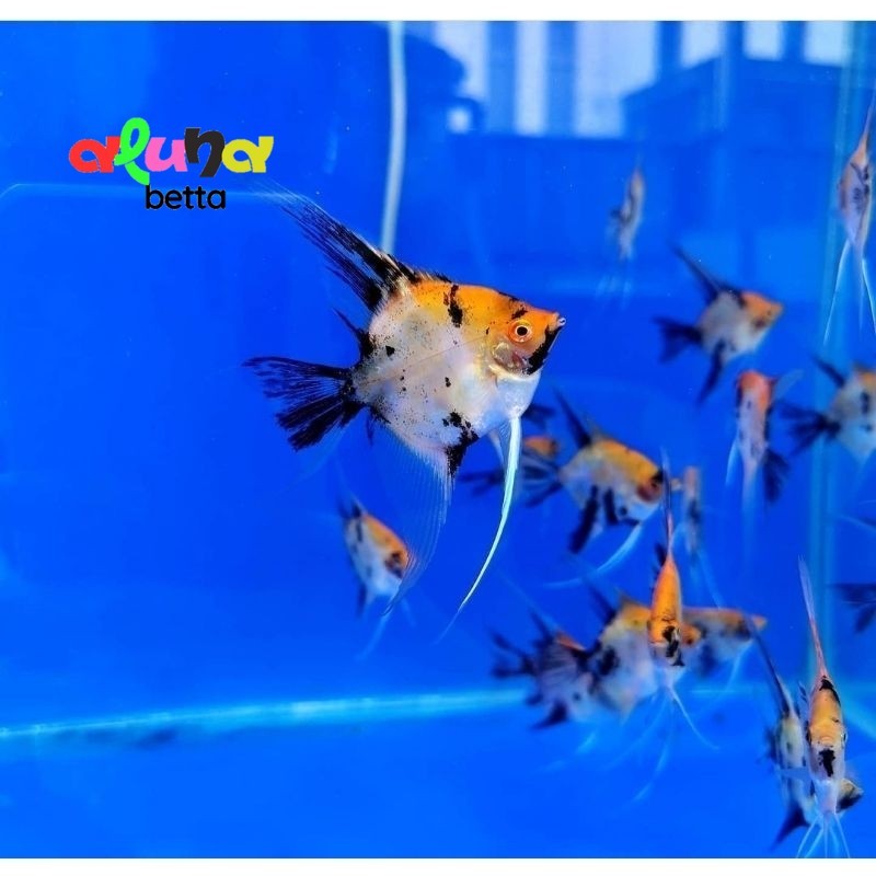 Ikan Layang-Layang / Angelfish / Manfish Red Devil Koi berkualitas