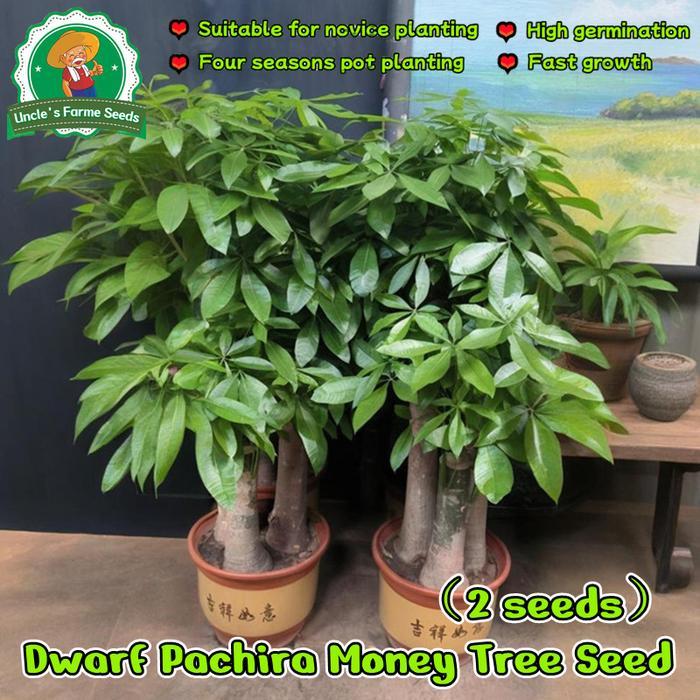 100% Asli 2seeds Benih Pohon Pachira Untuk Dijual Benih Pohon Uang Kerdil Untuk Ditanam Benih Pohon 