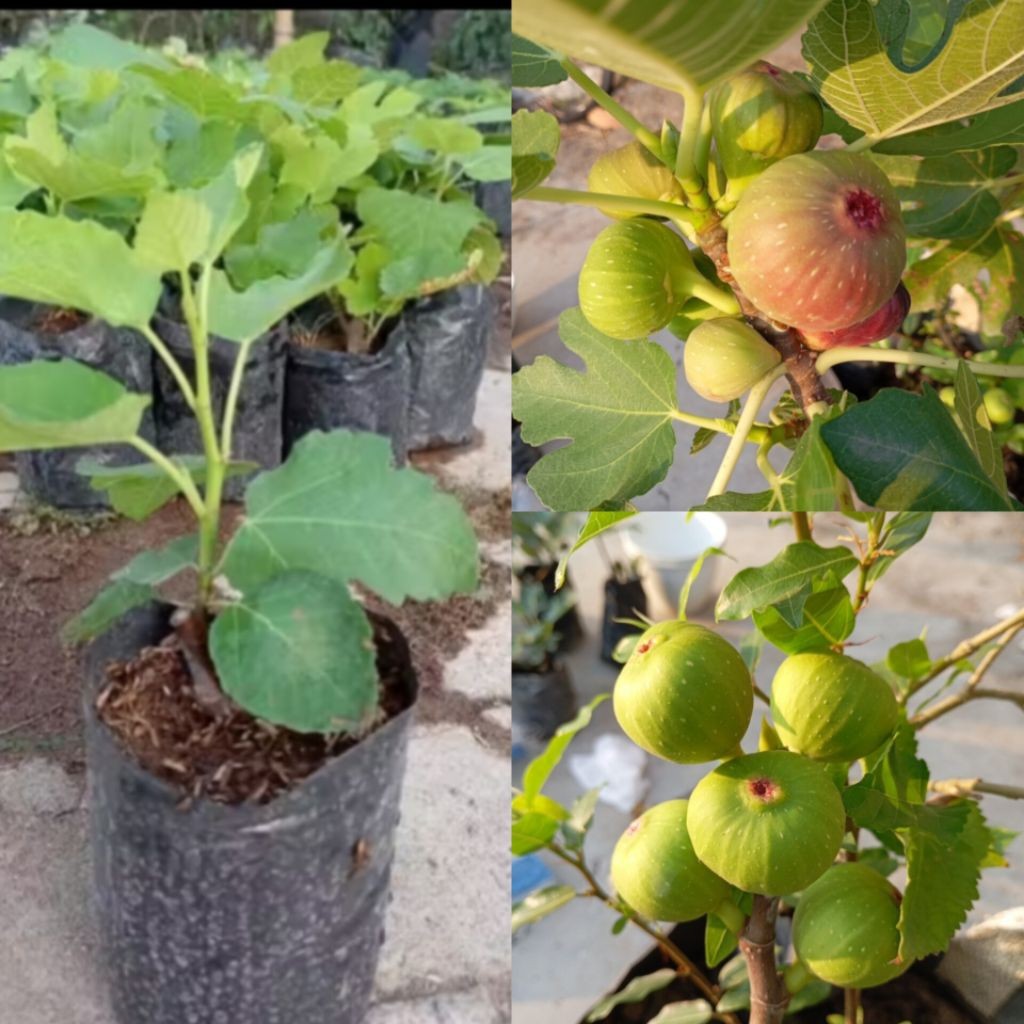 Bibit  Buah tin sudah hidup