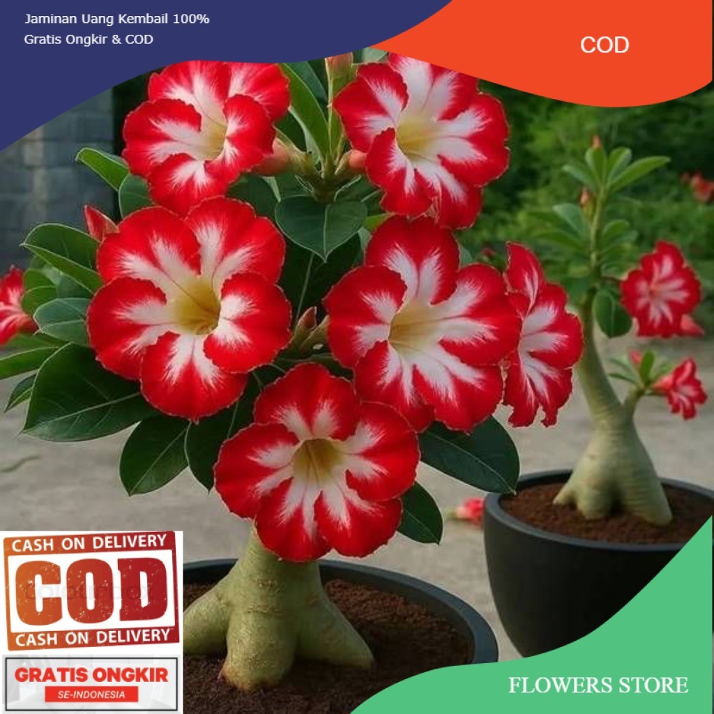 TANAMAN HIAS BUNGA ADENIUM TUMPUK || BUNGA ADENIUM TUMPUK