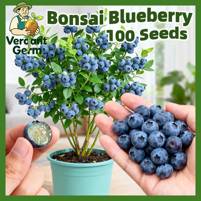 Fast Growing 100 Biji Bibit Benih Buah Blueberry Unggul Bibit Pohon Buah Blueberry Segar Benih Buah 