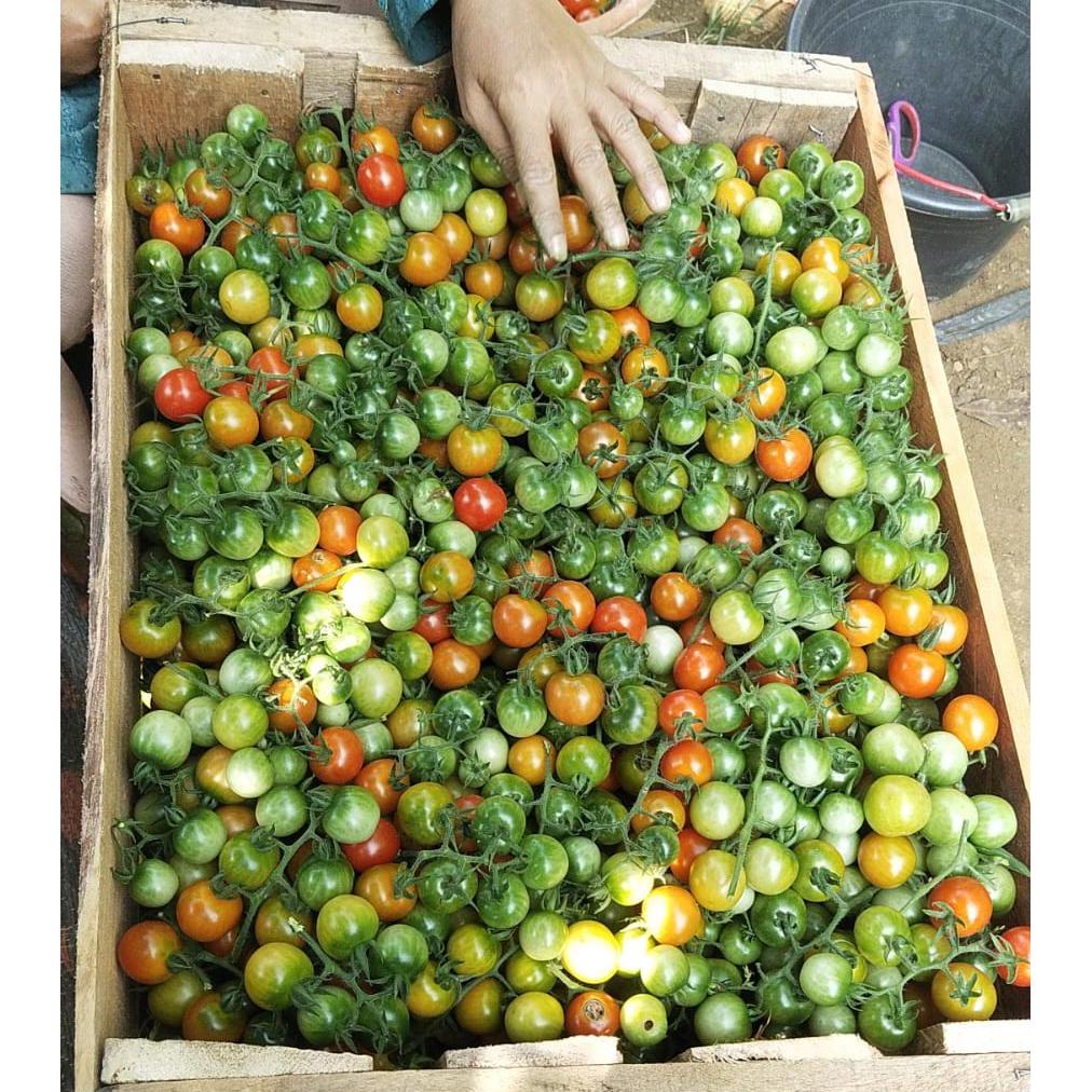RAMPAI KHAS LAMPUNG / Tomat Lampung / Seruit / Untuk Sambal Rampai