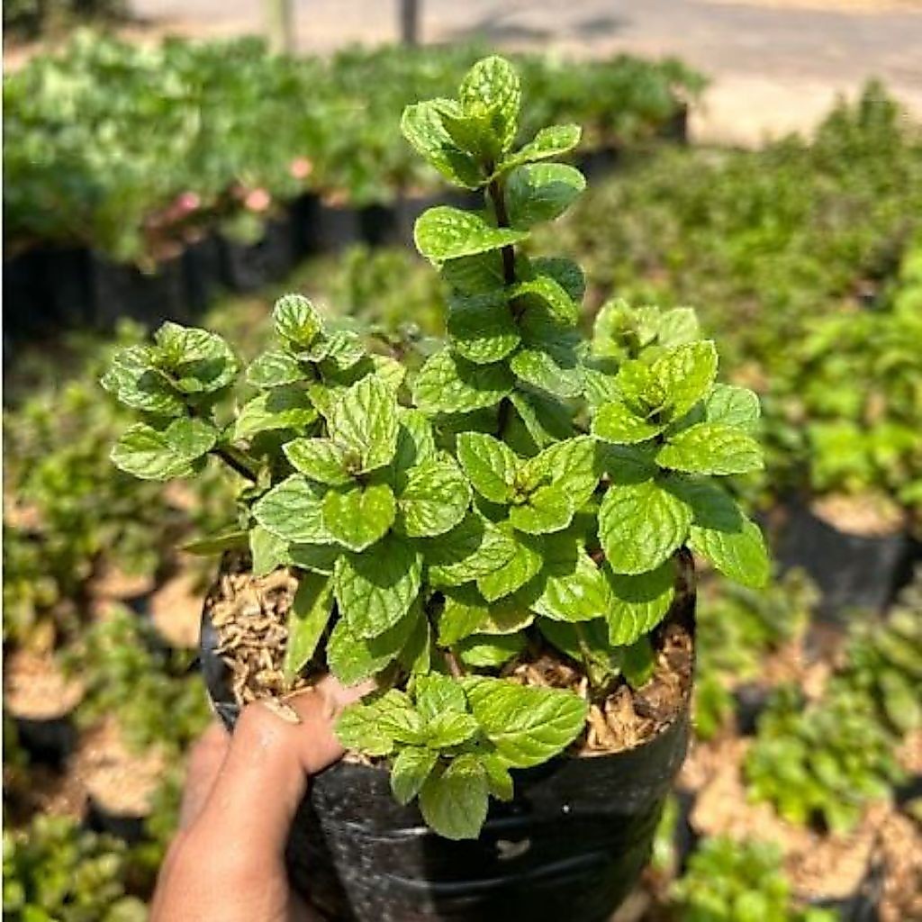 Bibit Tanaman Papermint/ bibit papermint siap tanam/ bibit papermint siap tanam