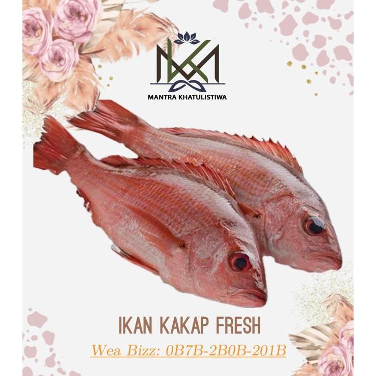 IKAN KAKAP FRESH IKAN SEGAR IKAN KAKAP LAUT SEGAR Fish