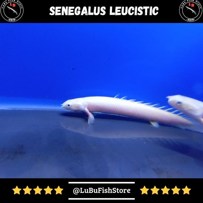Aksesoris Aquarium Palmas Leucistic Palmas Lucy - 12-13cm